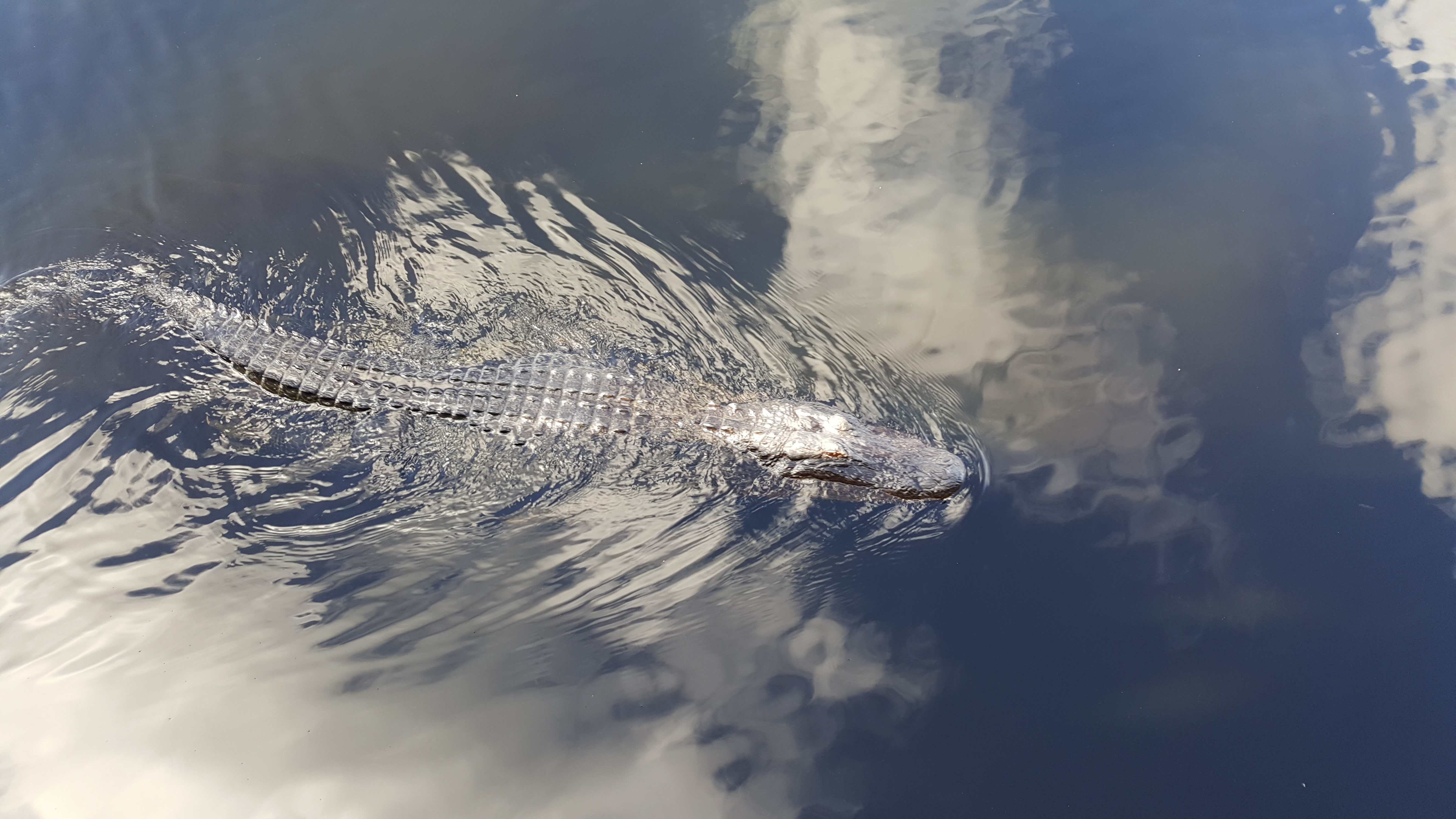 alligator