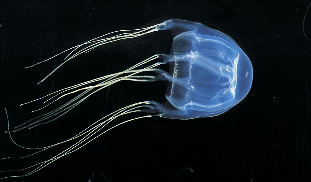 boxjellyfish