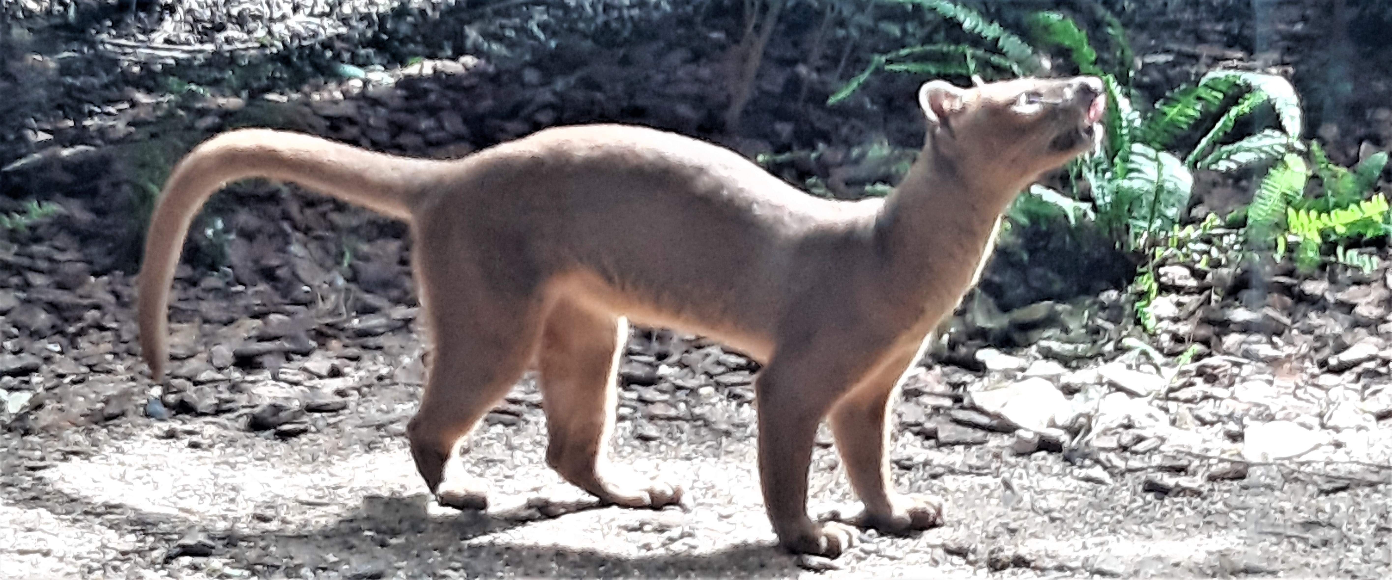 fossa