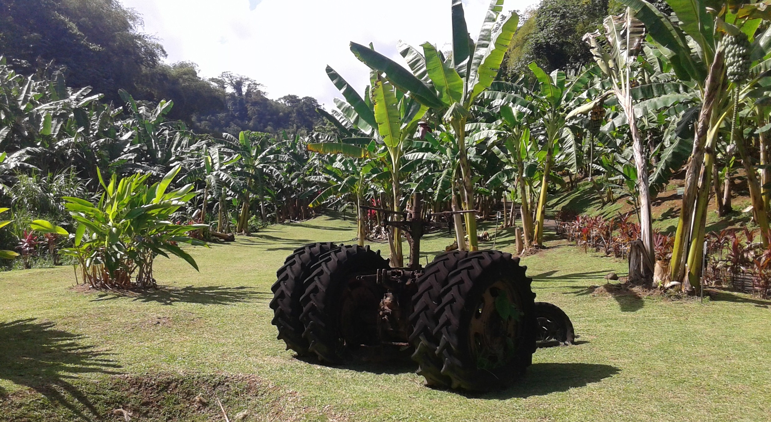 martinique3