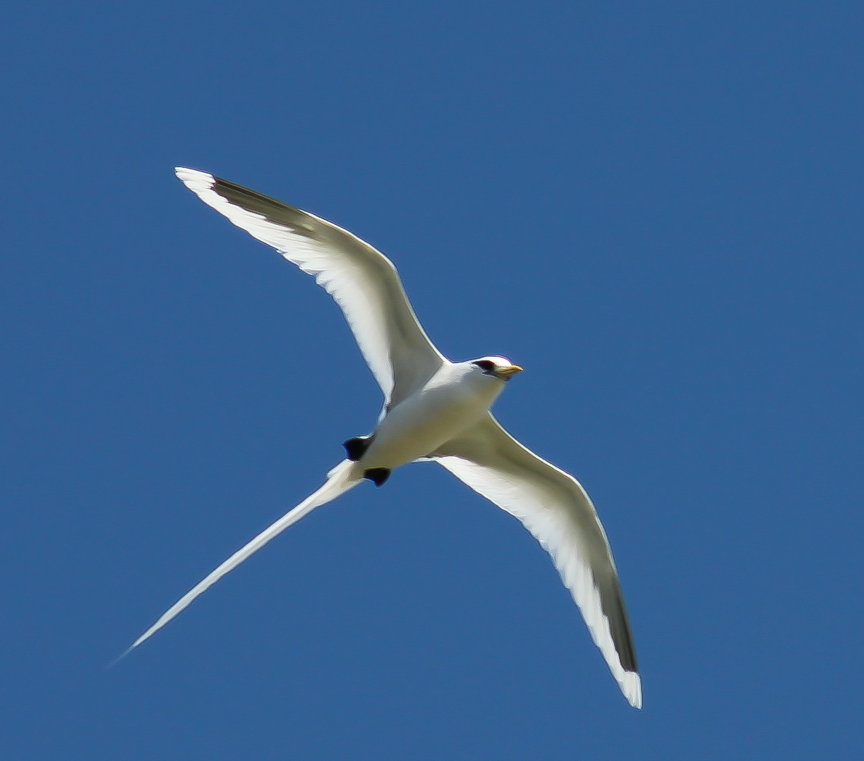 tropic bird